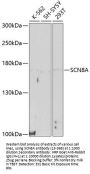 SCN8A Antibody