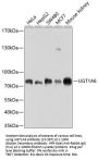 UGT1A6 Antibody