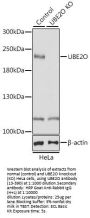 UBE2O Antibody, KO Validated