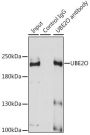 UBE2O Antibody, KO Validated