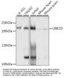 UBE2O Antibody, KO Validated