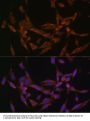 UBE2O Antibody, KO Validated
