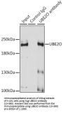 UBE2O Antibody, KO Validated