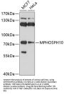 MPHOSPH10 Antibody
