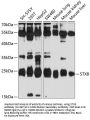 STX8 Antibody