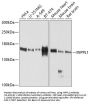 INPPL1 Antibody