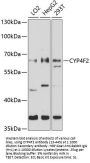 CYP4F2 Antibody