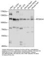 RPS6KA4 Antibody