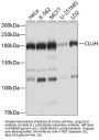 CLUH Antibody