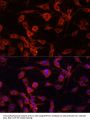 SERPINA1 Antibody