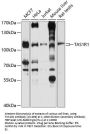 TAS1R1 Antibody