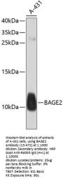 BAGE2 Antibody