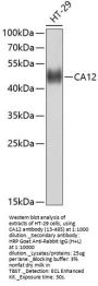CA12 Antibody
