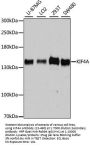 KIF4A Antibody