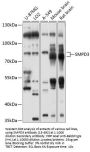 SMPD3 Antibody