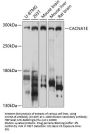 CACNA1E Antibody