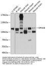 EPHA8 Antibody