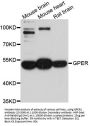 GPER1 Antibody