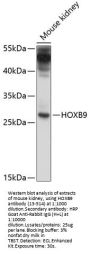 HOXB9 Antibody