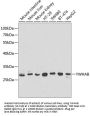YWHAB Antibody