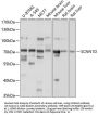 SCNN1D Antibody
