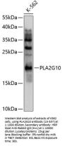 PLA2G10 Antibody