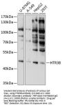 HTR3B Antibody