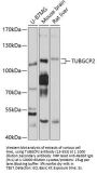 TUBGCP2 Antibody
