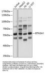 BTN3A1 Antibody