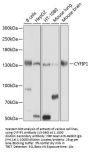 CYFIP1 Antibody