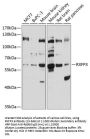 RXFP3 Antibody