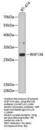RNF138 Antibody