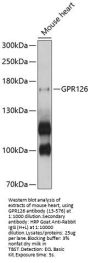 GPR126 Antibody