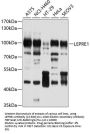 LEPRE1 Antibody
