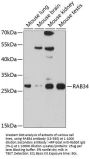 RAB34 Antibody
