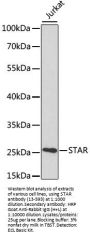 STAR Antibody