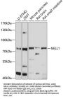 NELL1 Antibody