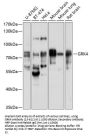 GRK4 Antibody