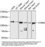 CORIN Antibody