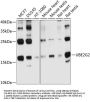 UBE2G2 Antibody