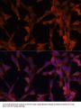 UBE2G2 Antibody