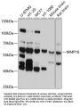 MMP16 Antibody