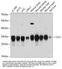 CYC1 Antibody