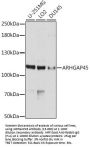 ARHGAP45 Antibody