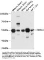 PDE1A Antibody