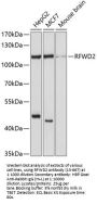 RFWD2 Antibody