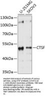 CTSF Antibody