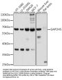 GAPDHS Antibody