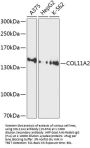 COL11A2 Antibody