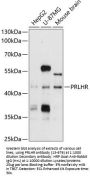 PRLHR Antibody